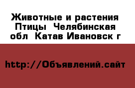 Животные и растения Птицы. Челябинская обл.,Катав-Ивановск г.